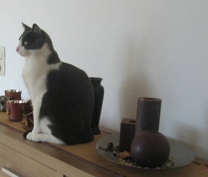 meine Kater...jpg