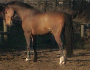 CIMG9241b - Kopie.jpg