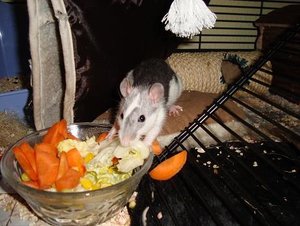 DSC01374.jpg verkleinert.jpg