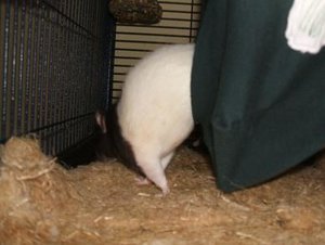 DSCF1307.jpg verkleinert.jpg