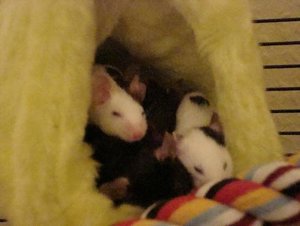 DSC01275.jpg verkleinert.jpg