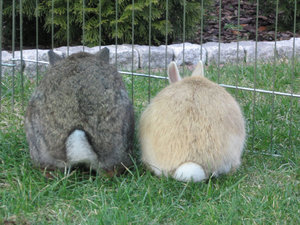 Bella & MÃ¤x 015.jpg