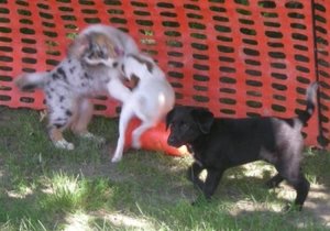 welpengruppe.jpg welpengruppe.jpg