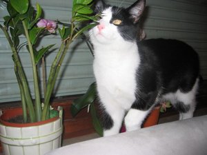 die zwei Rabauken 003.jpg