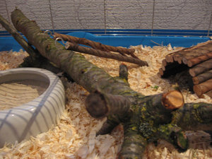 Jamaicas KÃ¤fig 004.jpg