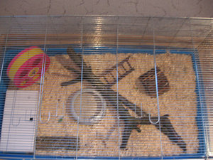 Jamaicas KÃ¤fig 006.jpg