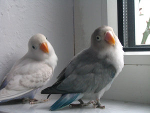 Lisa und Charlie2.JPG