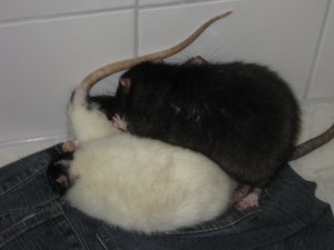 12.09; 10 Cookie, Mowgli, Remy.jpg