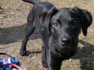 Maja mit 14 Wochen (22).JPG