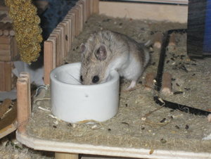 napf hiro joghurt.JPG