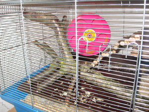 Jamaicas KÃ¤fig 008.jpg