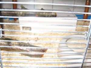 Jamaicas KÃ¤fig 009.jpg