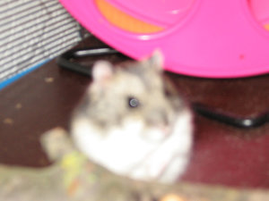 Jamaicas KÃ¤fig 010.jpg