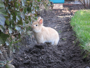 Bella & MÃ¤x 015.jpg