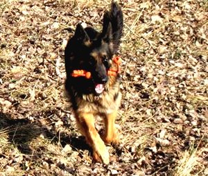 k-rosi dÃ¼st1.feb.10 001.jpg