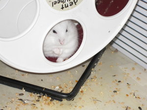 lilly wacht auf im rad.JPG