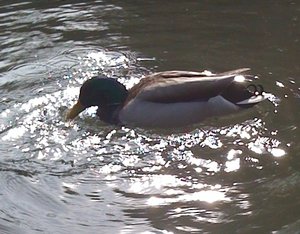 enten1.jpg enten1.jpg