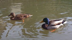 enten2.jpg enten2.jpg