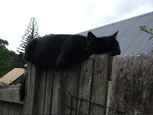 Blackie auf dem Zaun.jpg