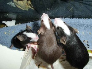 3 babyjungs bearbeitet.jpg