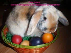 Osterhase +.jpg