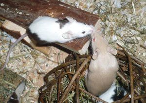 Pixi & Die Fliege.jpg