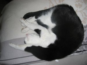 Merlin u. Mogli 006.jpg