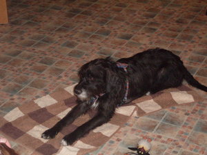 rocky und familie 025.jpg