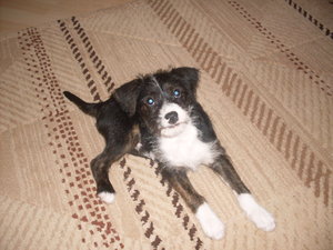 rocky mÃ¤rz2010 002.jpg