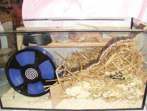 princess aqua neu.jpg