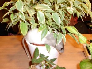 CIMG0307.jpg verkleinert.jpg