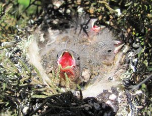 IMG_3908 - CÃ³piaII.jpg