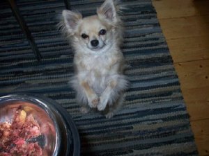 barfcomplete2.jpg barfcomplete2.jpg