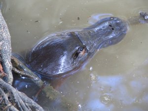platypus.jpg