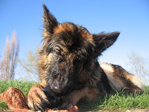 k-ostern2010neckar 048.jpg