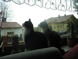 Merlin und Mogli 017.jpg