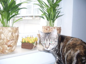 februar 2010 005.jpg