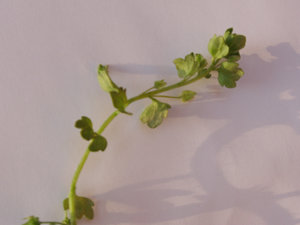 krÃ¤Ã¤uter. 001.jpg