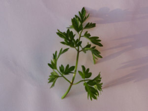 krÃ¤Ã¤uter. 002.jpg