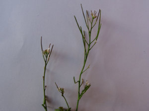 krÃ¤Ã¤uter. 007.jpg