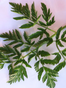 krÃ¤Ã¤uter. 003.jpg