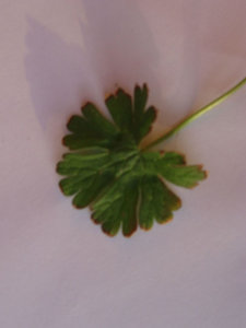 krÃ¤Ã¤uter. 004.jpg