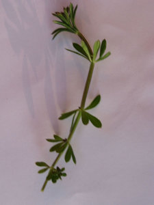 krÃ¤Ã¤uter. 005.jpg