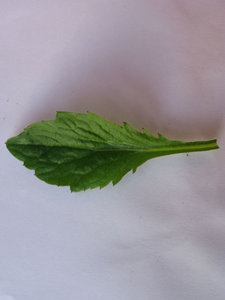 krÃ¤Ã¤uter. 006.jpg