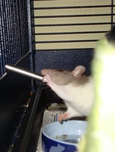 DSC01332.jpg verkleinert.jpg