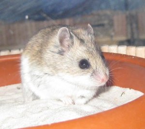 hiro willste was.JPG