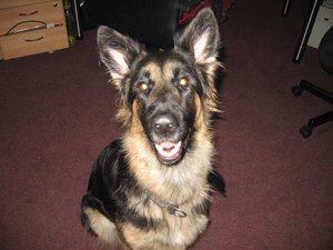 k-jimmy rosi 013.jpg