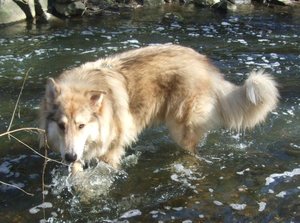 Rocky im Wasser.JPG
