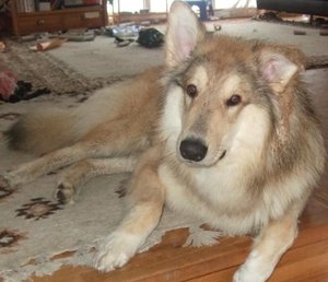 Rocky nach dem 8. Ki Geburtstag kl.JPG