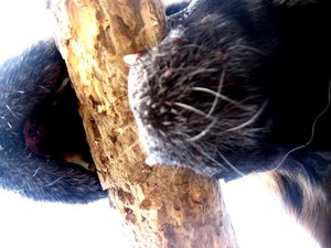 k-rosistockuntersicht 024 kontrast.jpg